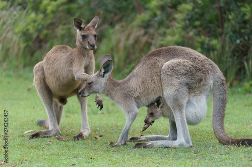 Wild kangaroos in Australia