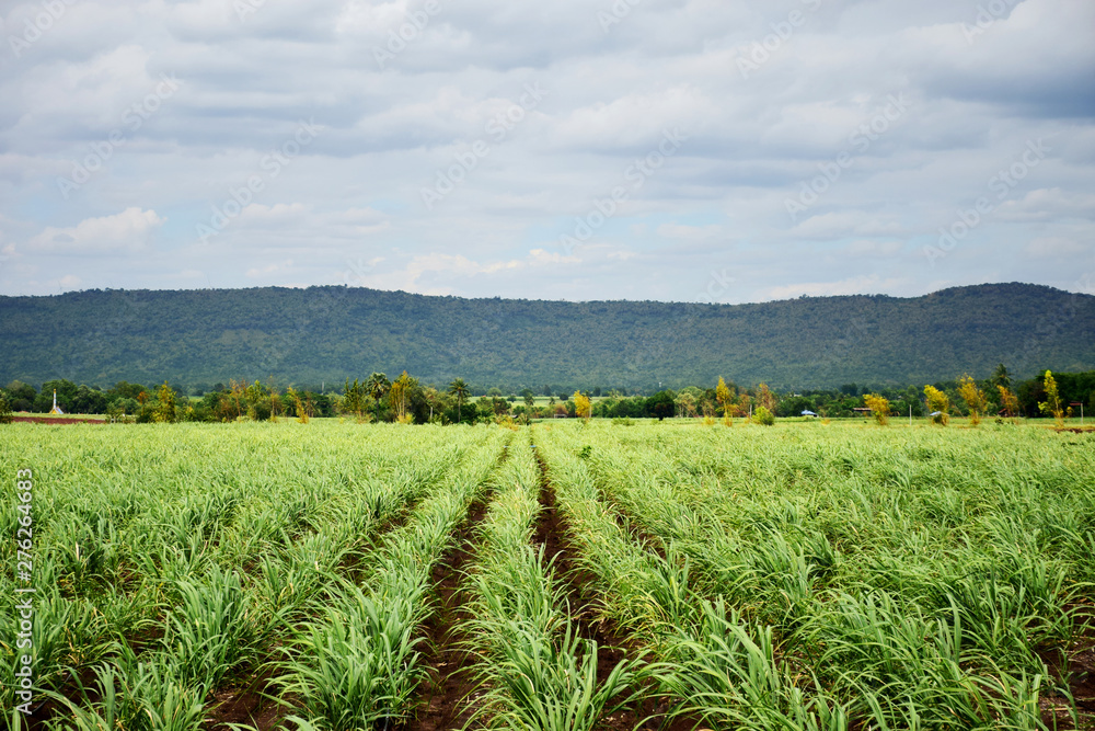 Sugarcane plantations in rural Thailand