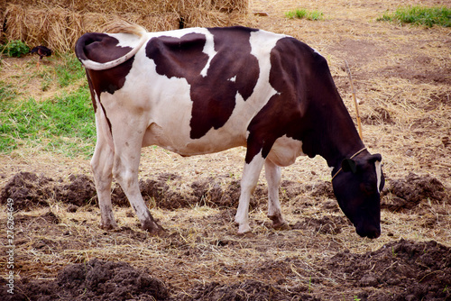 Milk cow is grazing with nature countryside