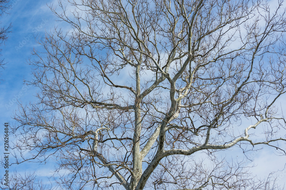Bare branches of a dark tree against a blue sky in winter Bare branches of a dark tree against a blue sky in winter