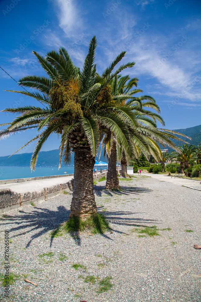 Beautiful tropical palm tree on a hot summer day. Park in the city of Gagra, Abkhazia.