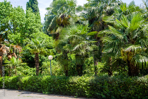 Park of tropical and exotic plants and trees in the city of Gagra Abkhazia