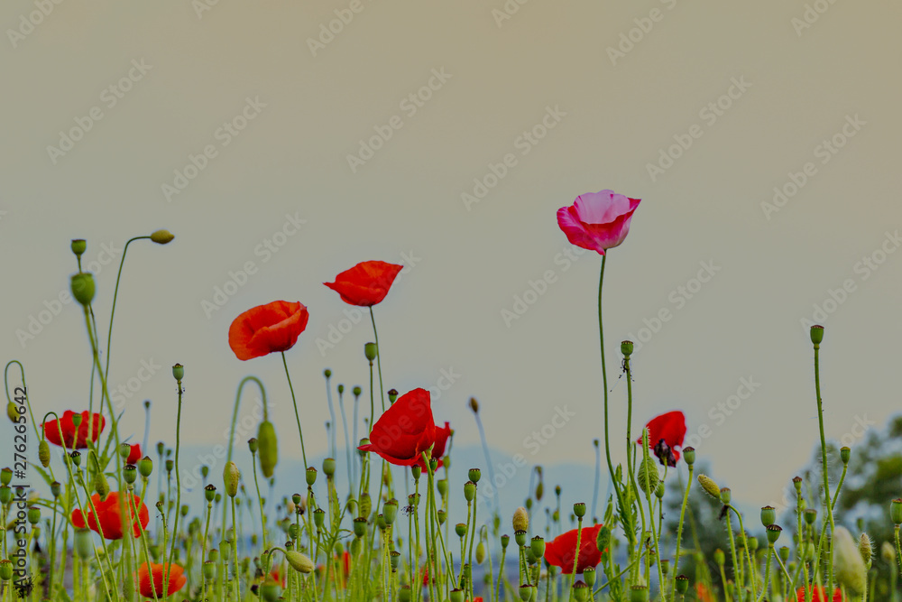 Fototapeta premium Pole jasnoczerwonych kwiatów maku kukurydzy w lecie o zachodzie słońca, Korea NamYangJu.
