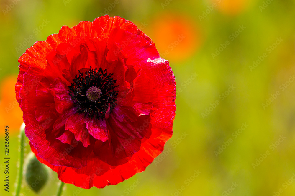 Close up view of bright red corn poppy flowers in summer at sunset, NamYangJu Korea. Close up view of bright red corn poppy flowers in summer at sunset, NamYangJu Korea.