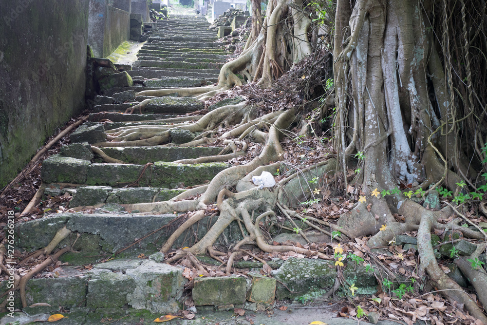 A staircase with banyan tree roots A staircase with banyan tree roots