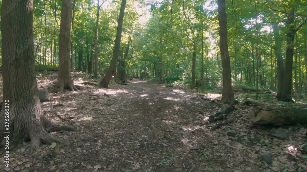 Gliding over a trail in the woods with many green trees during a sunny summer day. Shot on a gimbal steadicam for stabilization. Gliding over a trail in the woods with many green trees during a sunny summer day. Shot on a gimbal steadicam for stabilization.