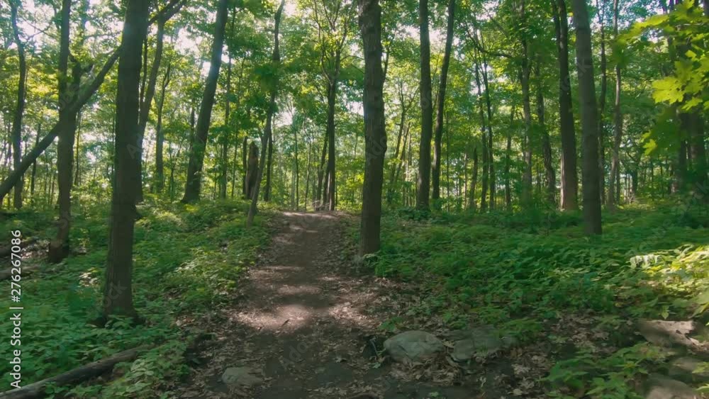 Gliding over a trail in the woods with many green trees during a sunny summer day. Shot on a gimbal steadicam for stabilization. Gliding over a trail in the woods with many green trees during a sunny summer day. Shot on a gimbal steadicam for stabilization.