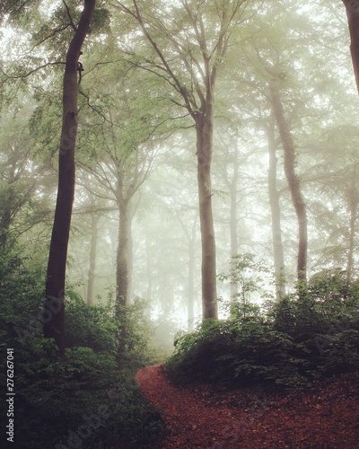 morning in the forest