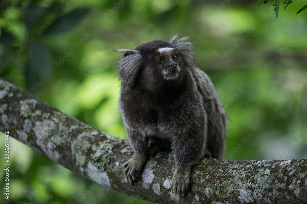 Fototapeta premium Sagui monkey (Callithrix jacchus)