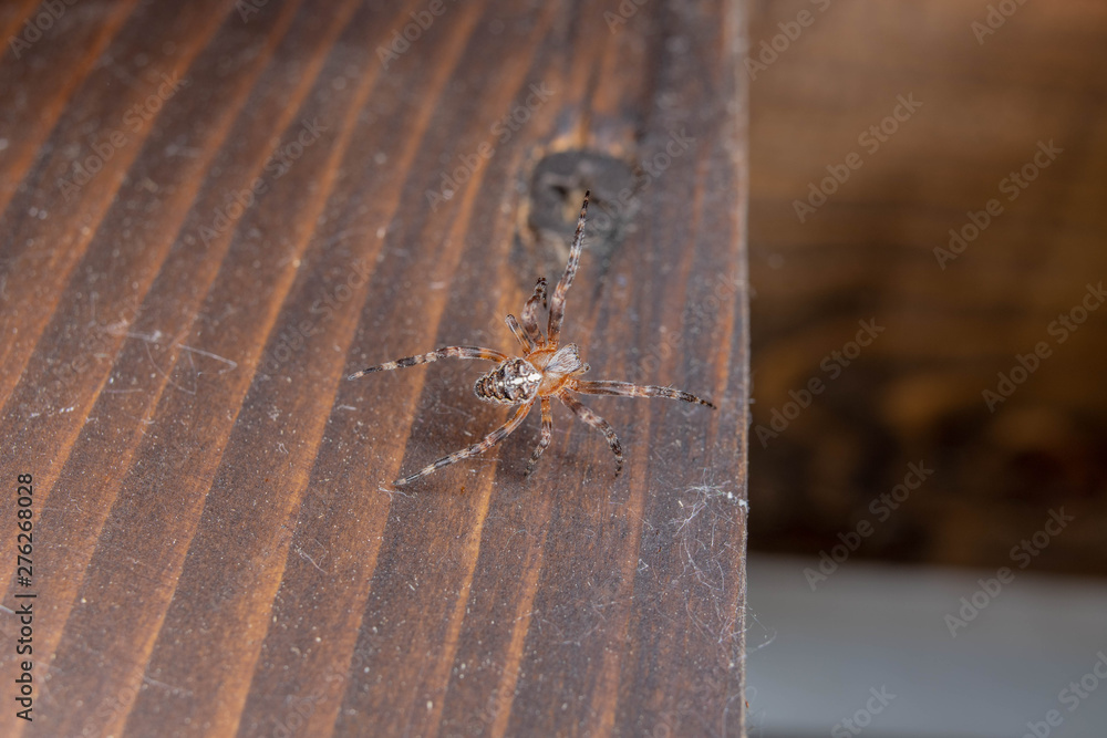 Obraz premium spider