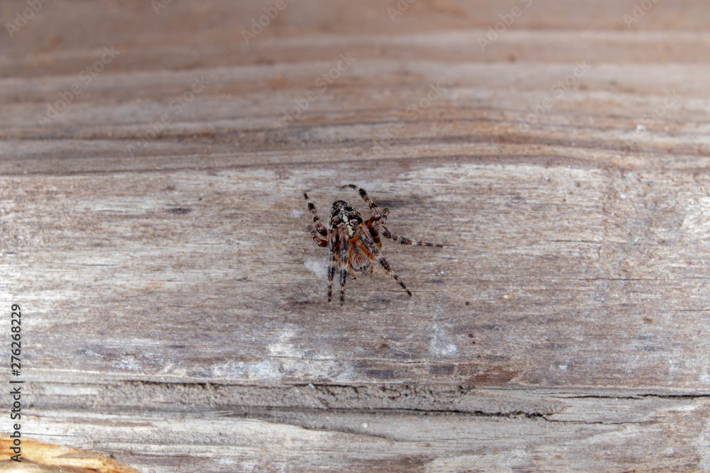 Fototapeta premium spider 