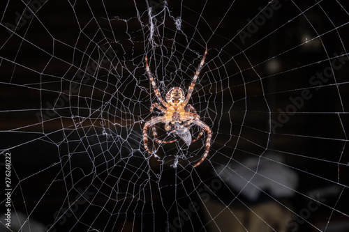 spider in the web caught prey