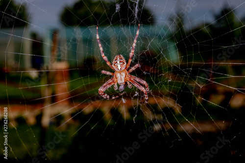 spider on web © Vt