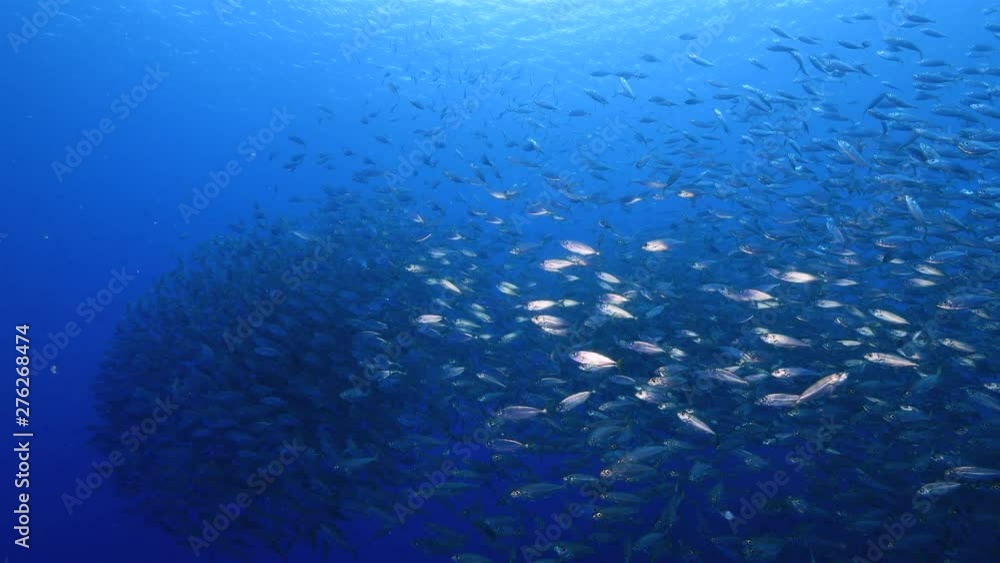 Bait ball in coral reef of Caribbean Sea around Curacao Bait ball in coral reef of Caribbean Sea around Curacao