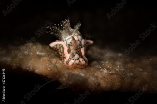 Psychedelic batwing slug (Sagaminopteron psychedelicum). Underwater macro photography from Romblon, Philippines