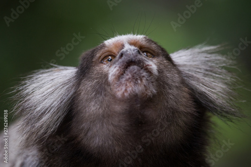Sagui monkey (Callithrix jacchus)