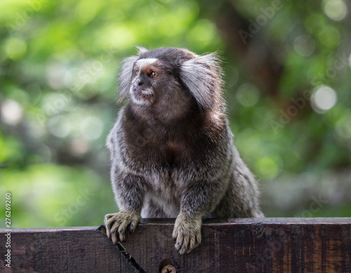 Sagui monkey (Callithrix jacchus)