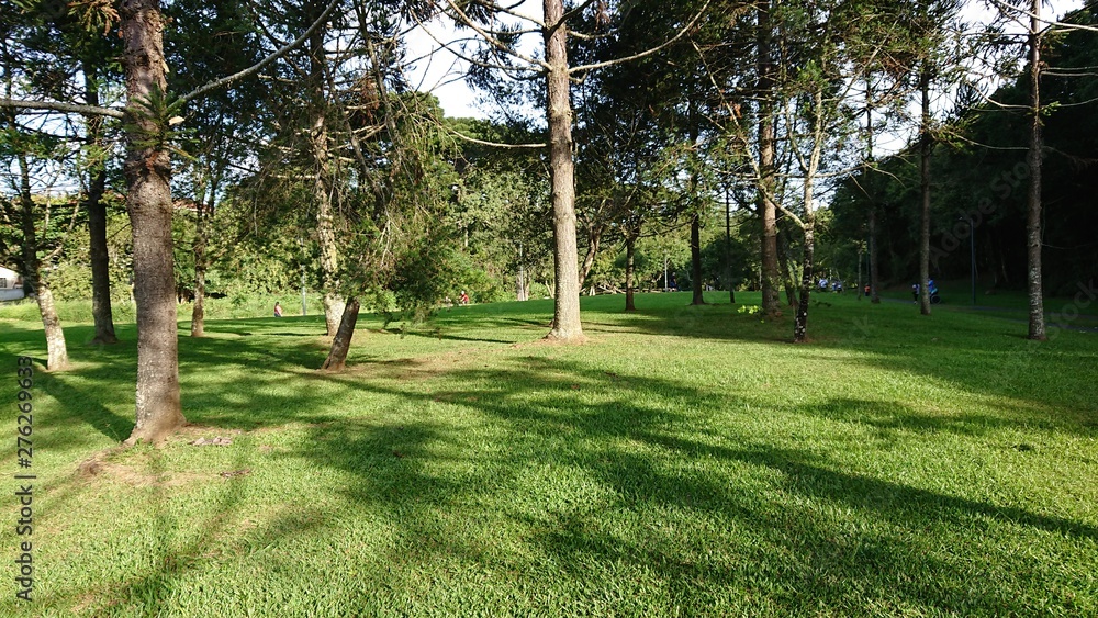 trees in the park