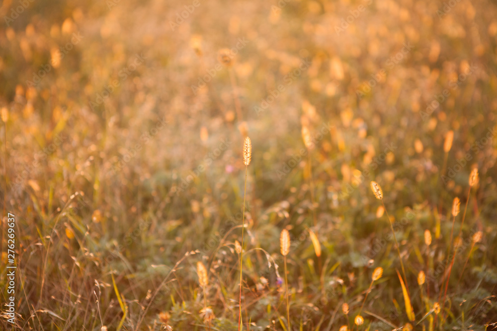 Gold meadow with dry grass lighten with warm sunset light