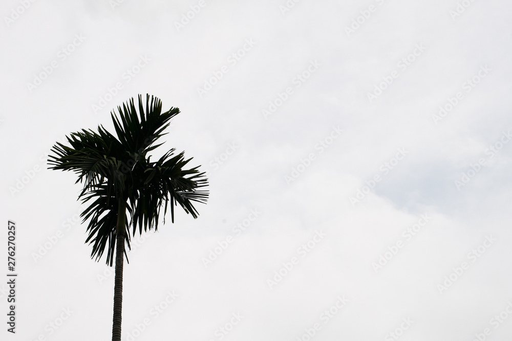 Palm trees in the cloudy day
