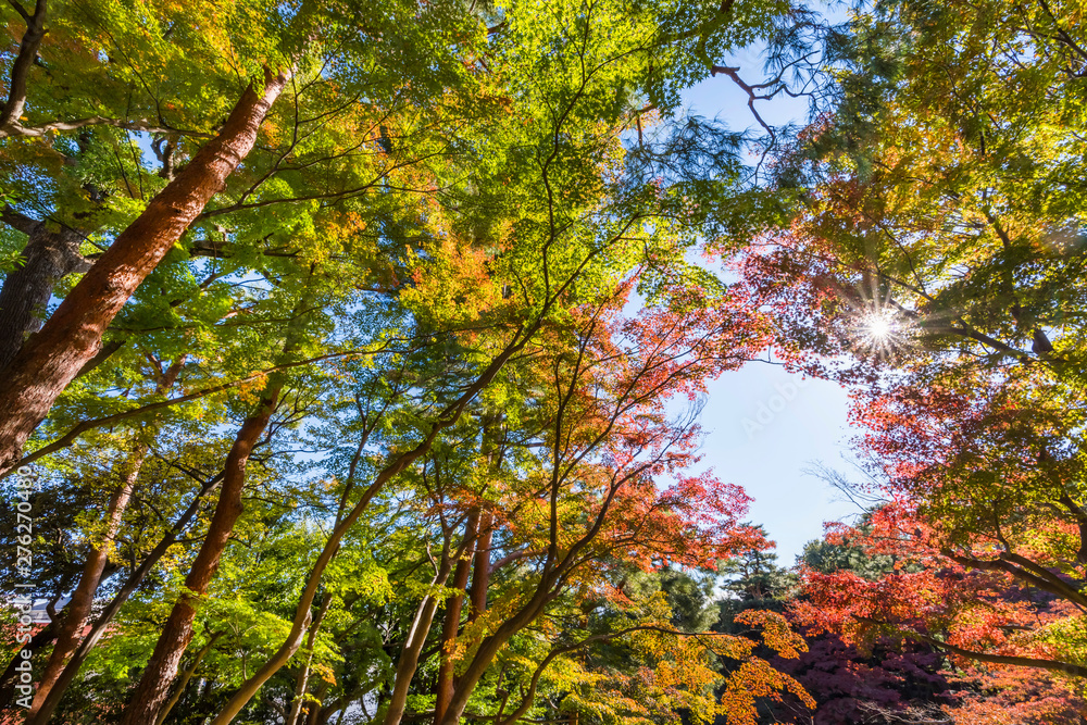 秋の殿ヶ谷戸庭園の風景