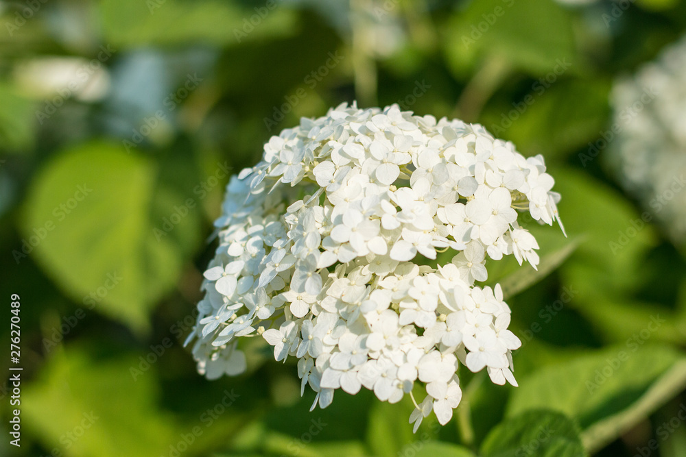 Closeup Of A Beautiful White Hydrangea In Garden. Soft selective focus. Closeup Of A Beautiful White Hydrangea In Garden. Soft selective focus.