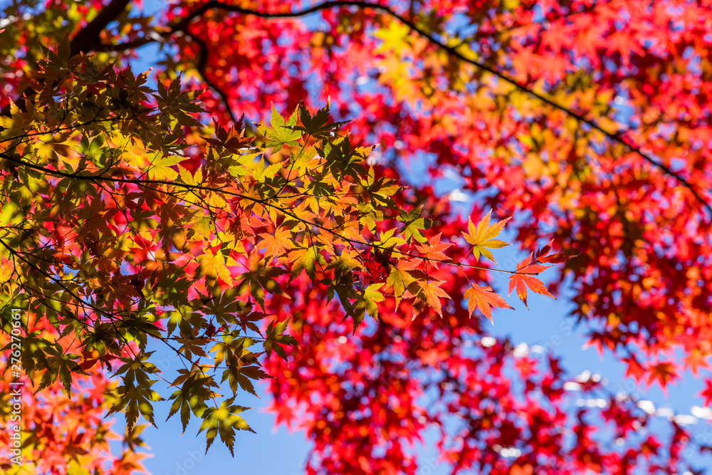 殿ヶ谷戸庭園の紅葉