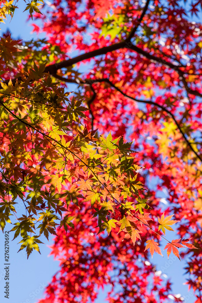 殿ヶ谷戸庭園の紅葉