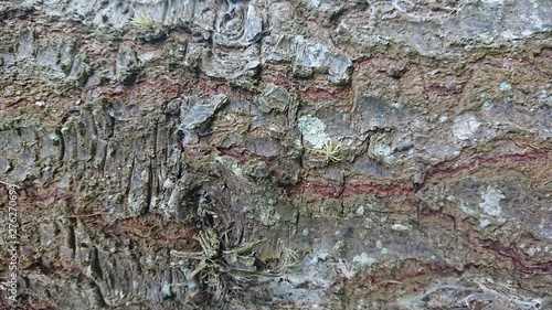 texture wood
