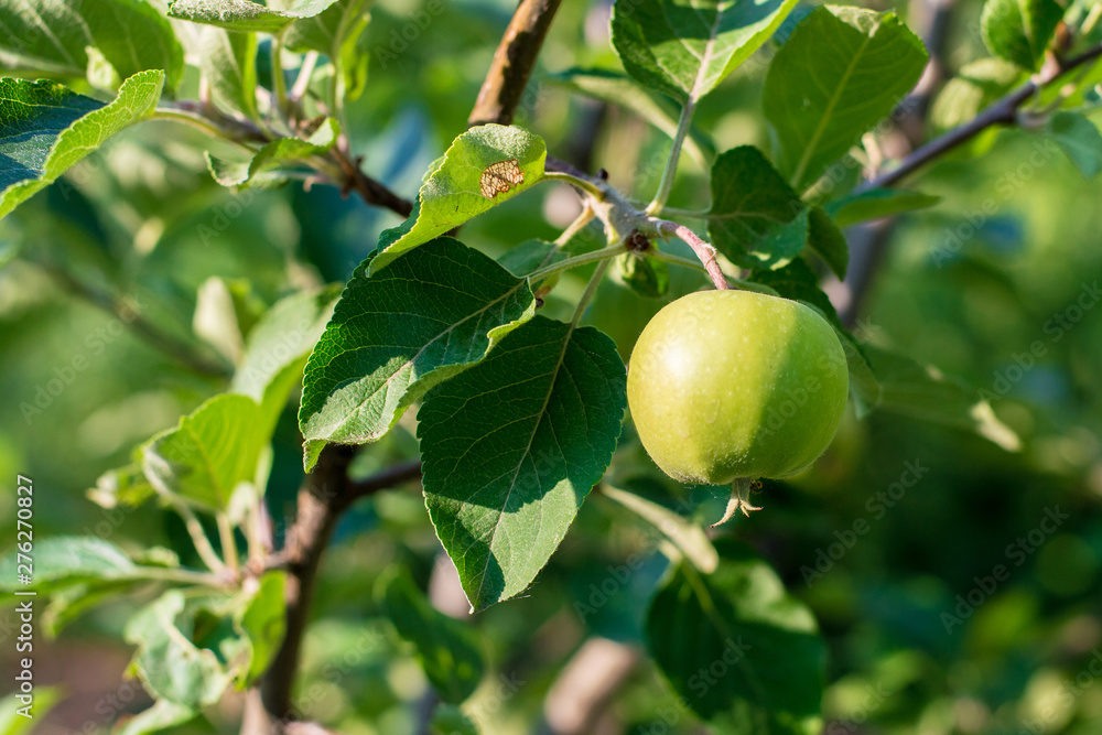 Green unripe apple on the tree in summer day. The fruits of green apple grow on a branch in the garden. Soft selective focus. Green unripe apple on the tree in summer day. The fruits of green apple grow on a branch in the garden. Soft selective focus.