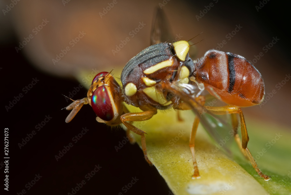 Naklejka premium Macro Photo of Wasp Mimic Fly on Leaf