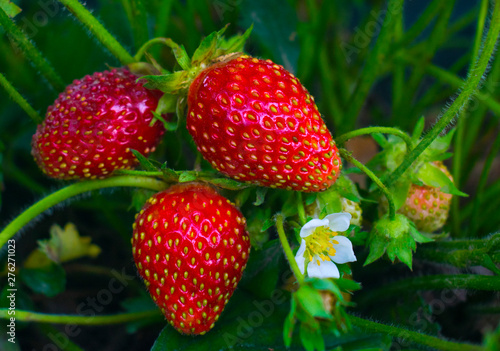 Berries and red strawberry flower. Ripe and fresh