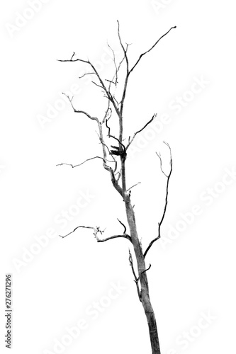 Dead Tree without Leaves