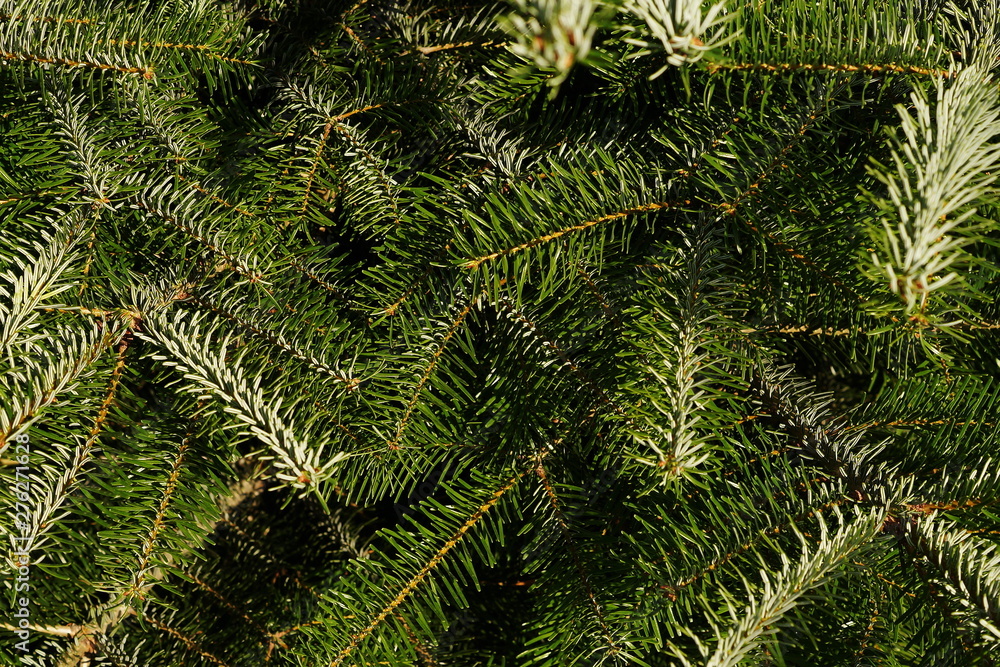 Background a texture furry tree branches for a Christmas card full frame close up