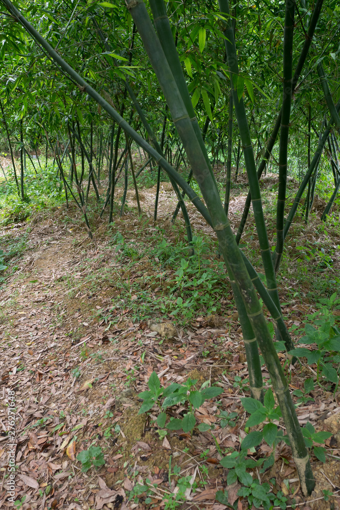 Fototapeta premium The bamboos in the forest