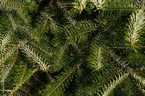 Background a texture furry tree branches for a Christmas card full frame close up