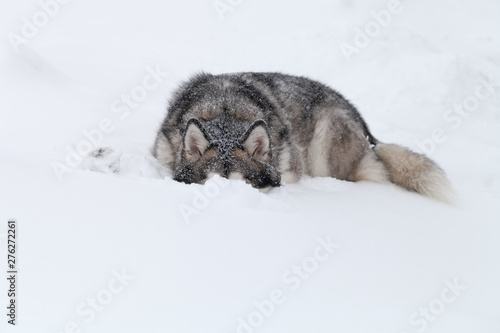 Dog breed Alaskan Malamute on a snow