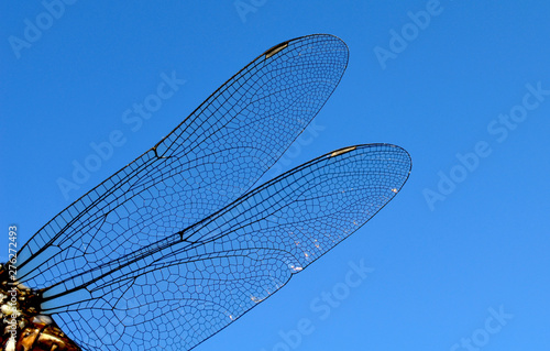 dragonfly wings abstract wildlife