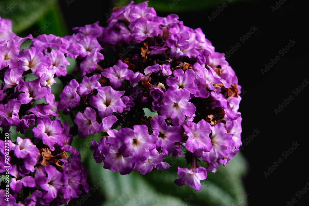 purple heliotrope flowers on a black background purple heliotrope flowers on a black background