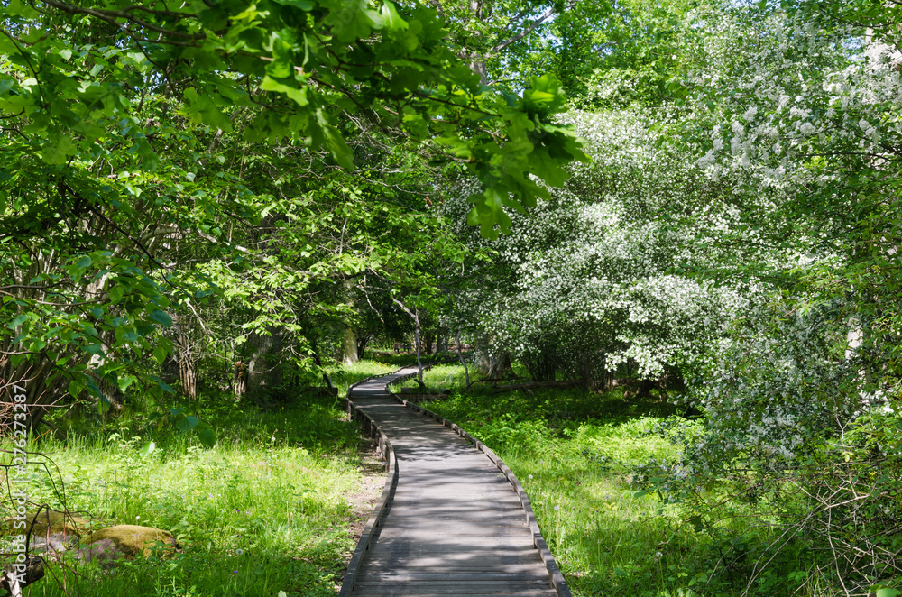 Wooden footpath in a swedish nature reserve Wooden footpath in a swedish nature reserve