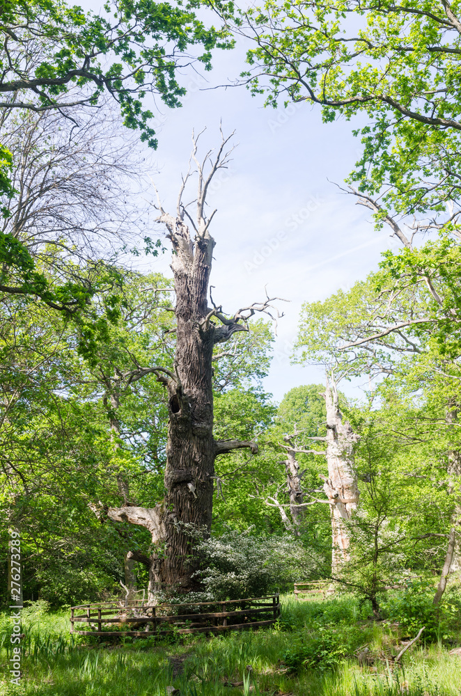 Fototapeta premium Old protected oak trees in a nature reserve