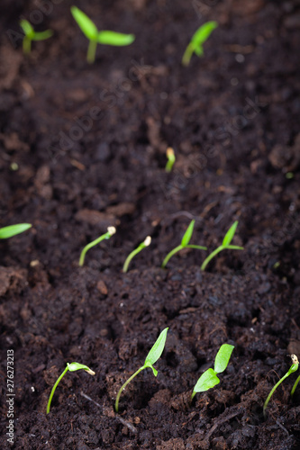 The seedling grows in the ground and prepares for transplanting to open ground. Selective focus