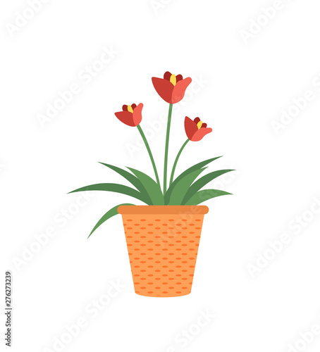 Red flowers in pot isolated garden cultivation plants. Vector tulip or begonia blooming, tree buds with leaves in clay flower-pot, cartoon style