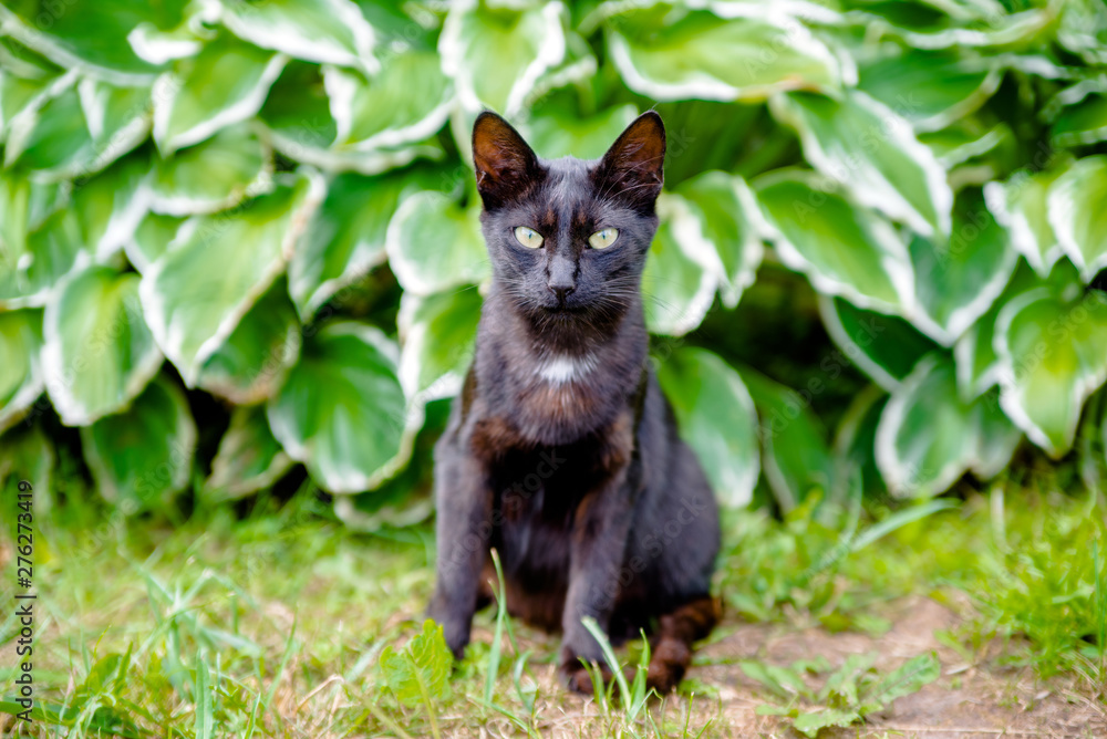 Black cat sitting on a background of green grass Black cat sitting on a background of green grass
