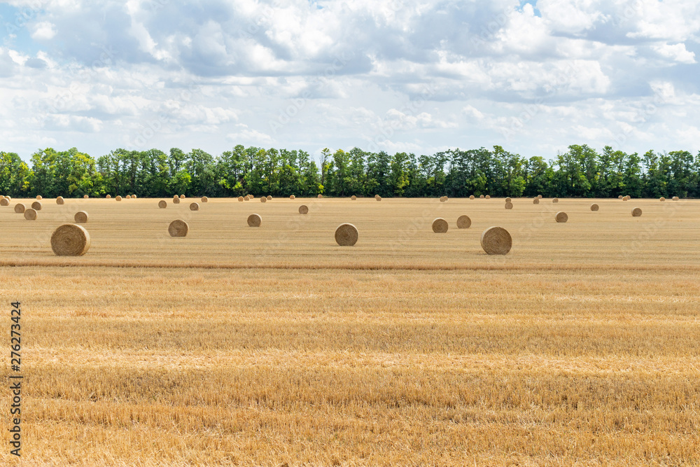 harvested cereal wheat barley rye grain field, with haystacks straw bales stakes round shape on the cloudy blue sky background, agriculture farming rural economy agronomy concept
