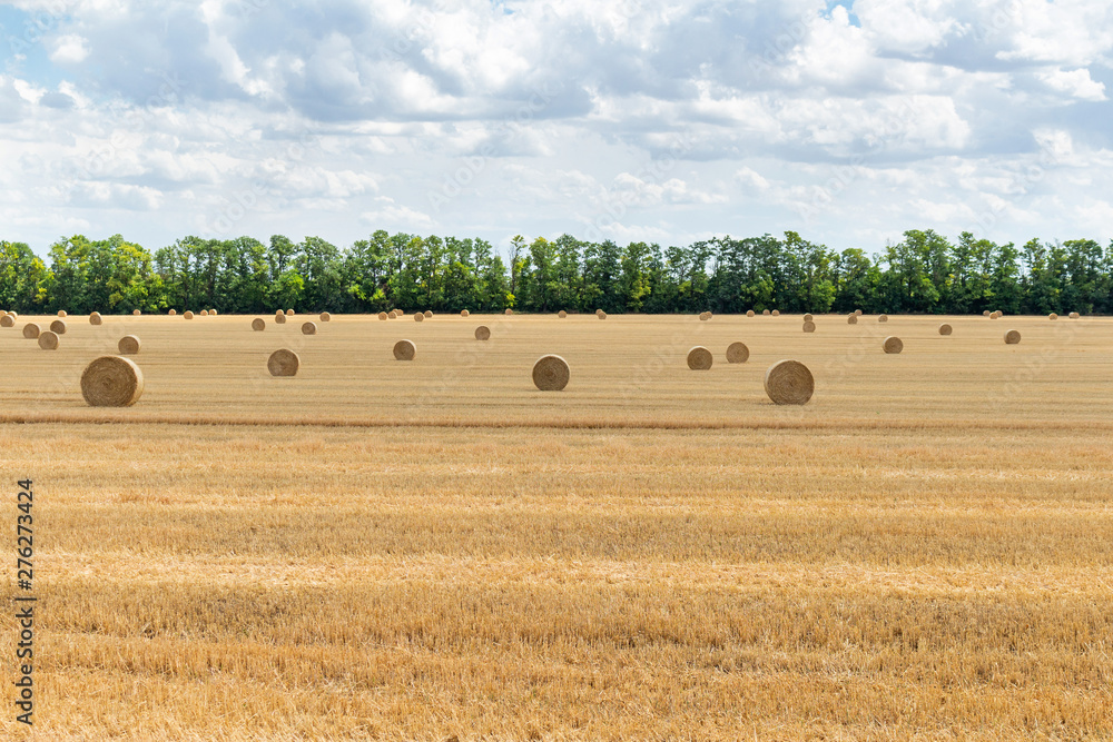 Fototapeta premium harvested cereal wheat barley rye grain field, with haystacks straw bales stakes round shape on the cloudy blue sky background, agriculture farming rural economy agronomy concept