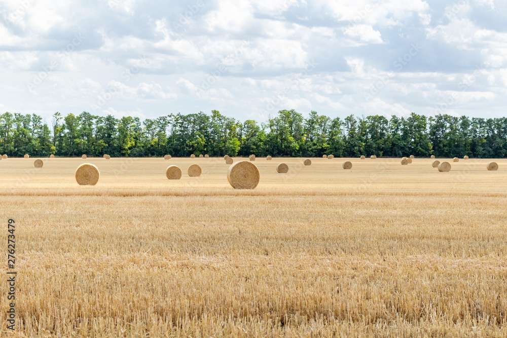 harvested cereal wheat barley rye grain field, with haystacks straw bales stakes round shape on the cloudy blue sky background, agriculture farming rural economy agronomy concept