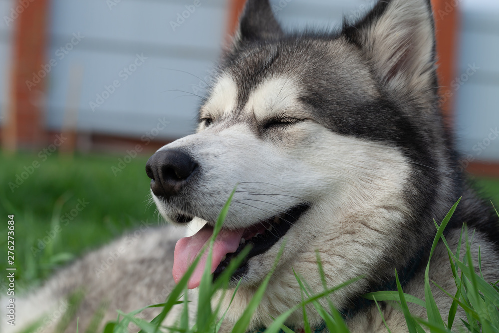 Alaskan Malamute breed dog close up. Selection focus. Shallow depth of field Alaskan Malamute breed dog close up. Selection focus. Shallow depth of field