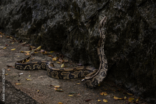Jibóia (Boa constrictor)