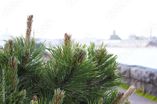 Coniferous tree on the background of the city of Helsinki, Finland